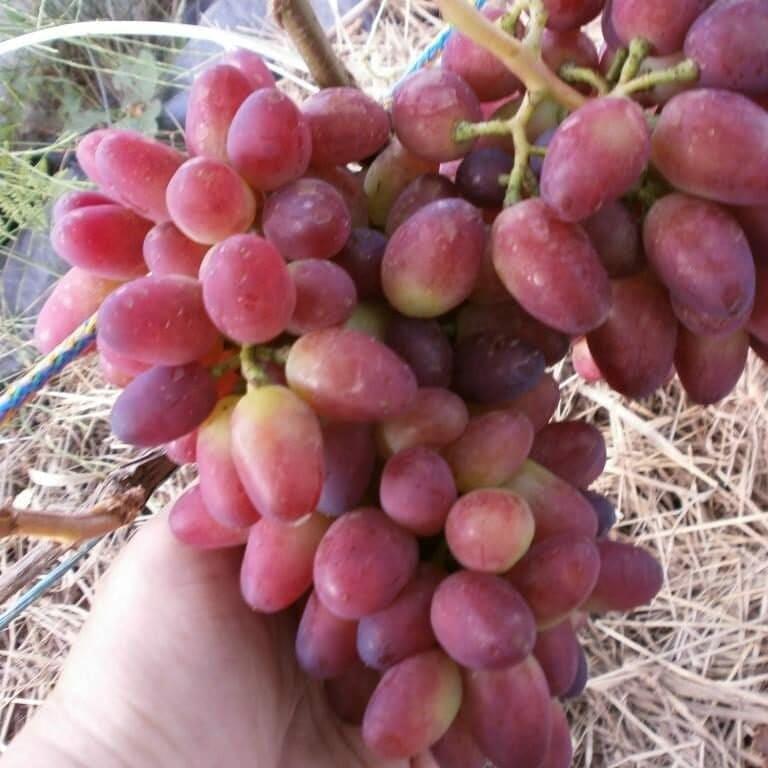 grapes